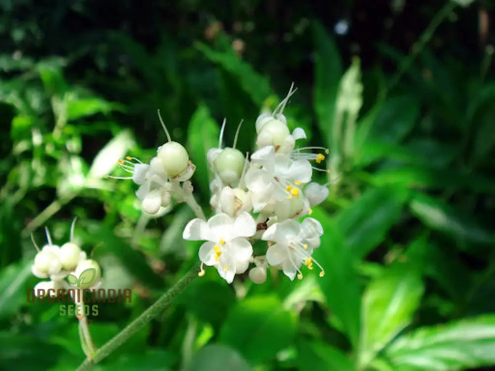 Pollia Japonica Seeds For Enchanting Gardens – Elevate Your Gardening Experience With Unique And