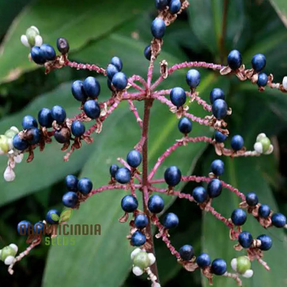 Pollia Japonica Seeds For Enchanting Gardens – Elevate Your Gardening Experience With Unique And