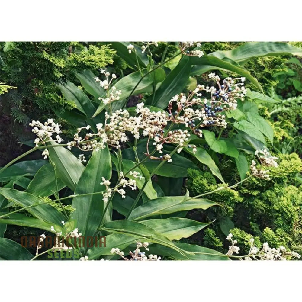 Pollia Japonica Seeds For Enchanting Gardens – Elevate Your Gardening Experience With Unique And