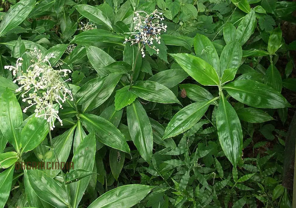 Pollia Japonica Seeds For Enchanting Gardens – Elevate Your Gardening Experience With Unique And