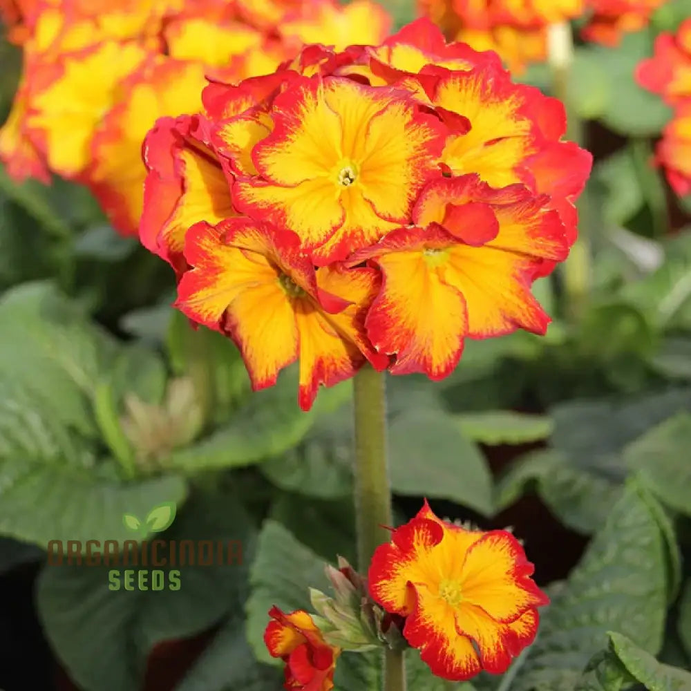 Polyanthus Showstopper Fire Dragon F1 Flower Seeds For Planting Vibrant Red For A Stunning Garden