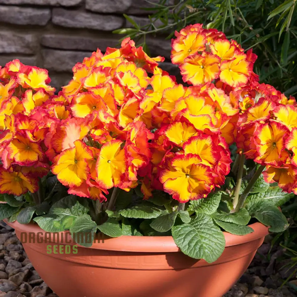 Polyanthus Showstopper Fire Dragon F1 Flower Seeds For Planting Vibrant Red For A Stunning Garden