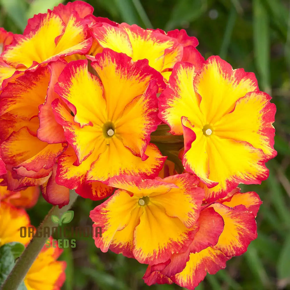 Polyanthus Showstopper Fire Dragon F1 Flower Seeds For Planting Vibrant Red For A Stunning Garden