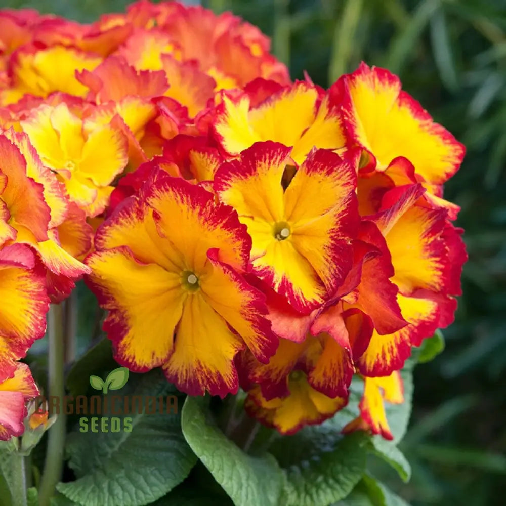 Polyanthus Showstopper Fire Dragon F1 Flower Seeds For Planting Vibrant Red For A Stunning Garden