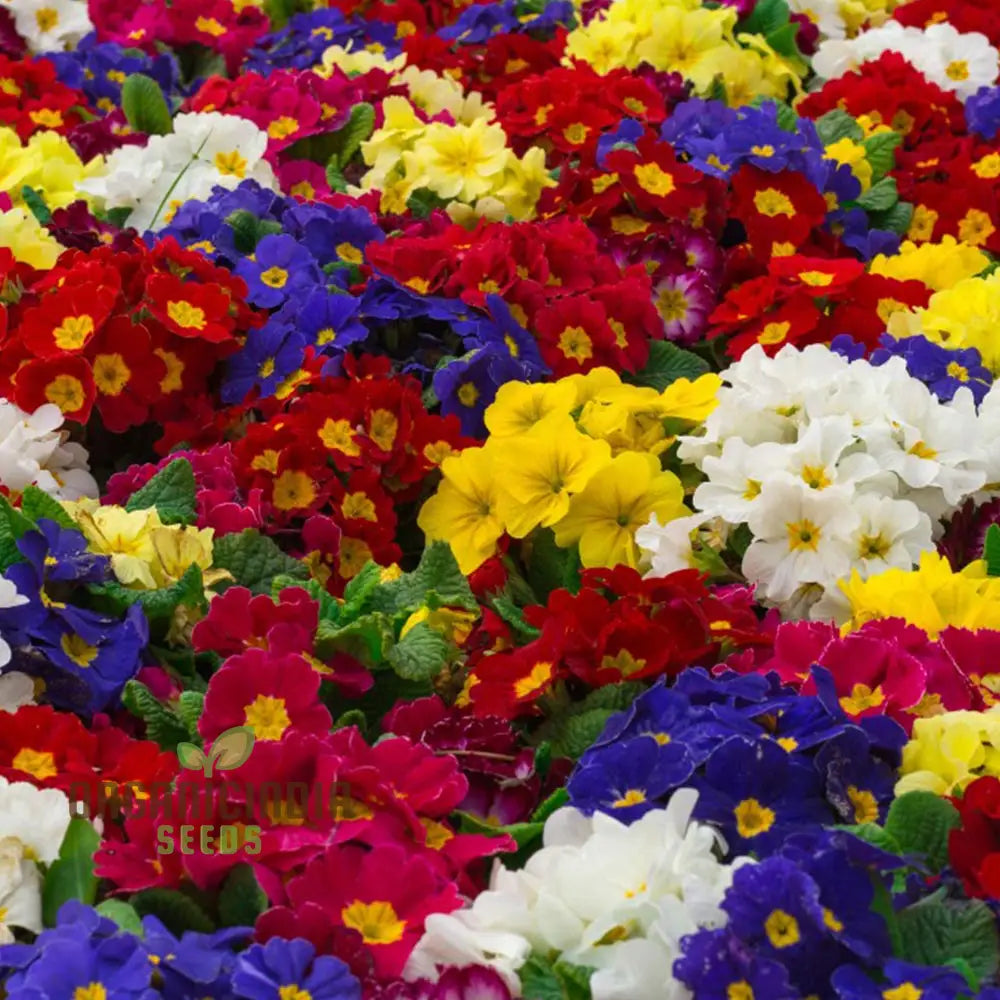 Polyanthus Stella Mixed: A Vibrant And Hardy Addition For Year-Round Color Beauty