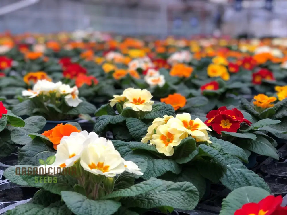 Polyanthus Stella Mixed: A Vibrant And Hardy Addition For Year-Round Color Beauty