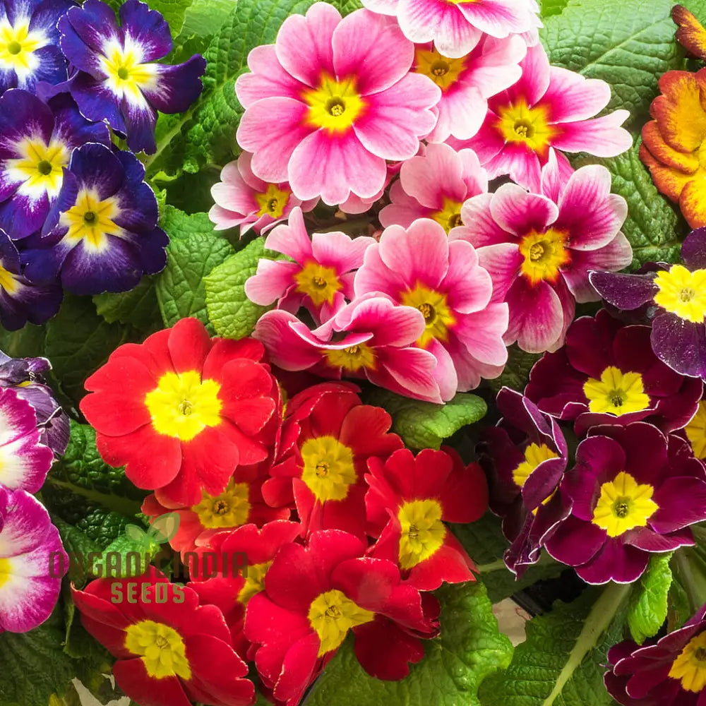 Polyanthus Stella Mixed: A Vibrant And Hardy Addition For Year-Round Color Beauty