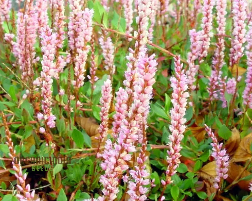 Polygonum Vaccinifolium: Premium Seeds For A Beautiful Addition To Your Garden And Landscape!