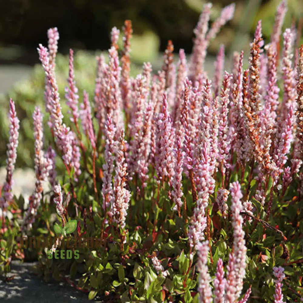 Polygonum Vaccinifolium: Premium Seeds For A Beautiful Addition To Your Garden And Landscape!