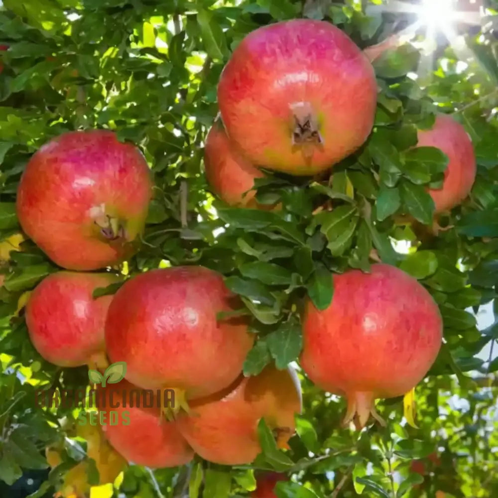 Pomegranate Fruit Planting Seeds Premium Quality Hardy Variety Ideal For Home Orchards And Gardens