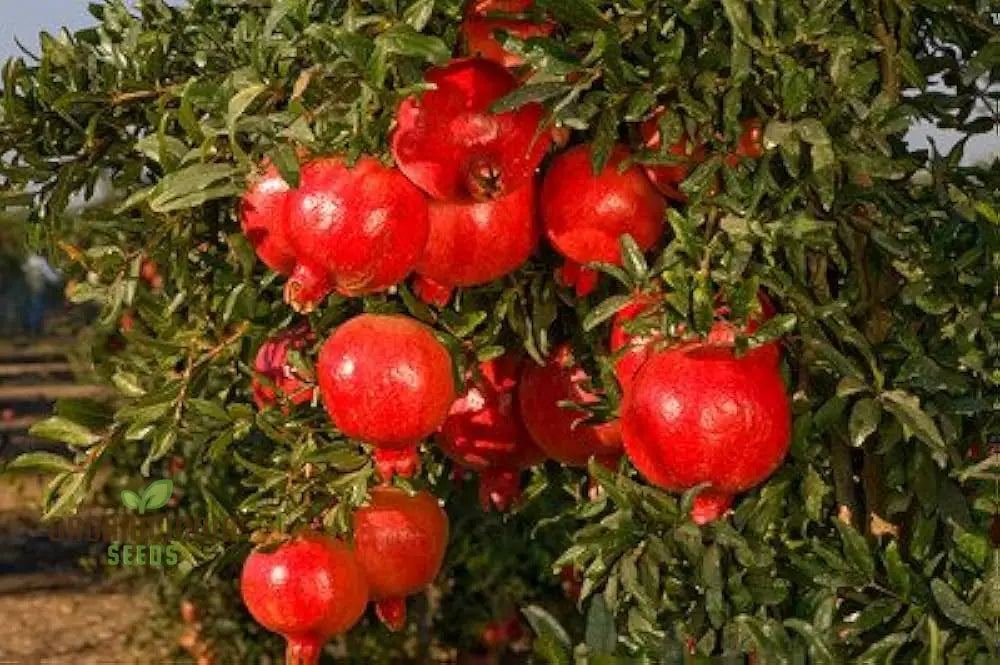 Pomegranate Seeds - Dwarf Variety For Planting And Gardening