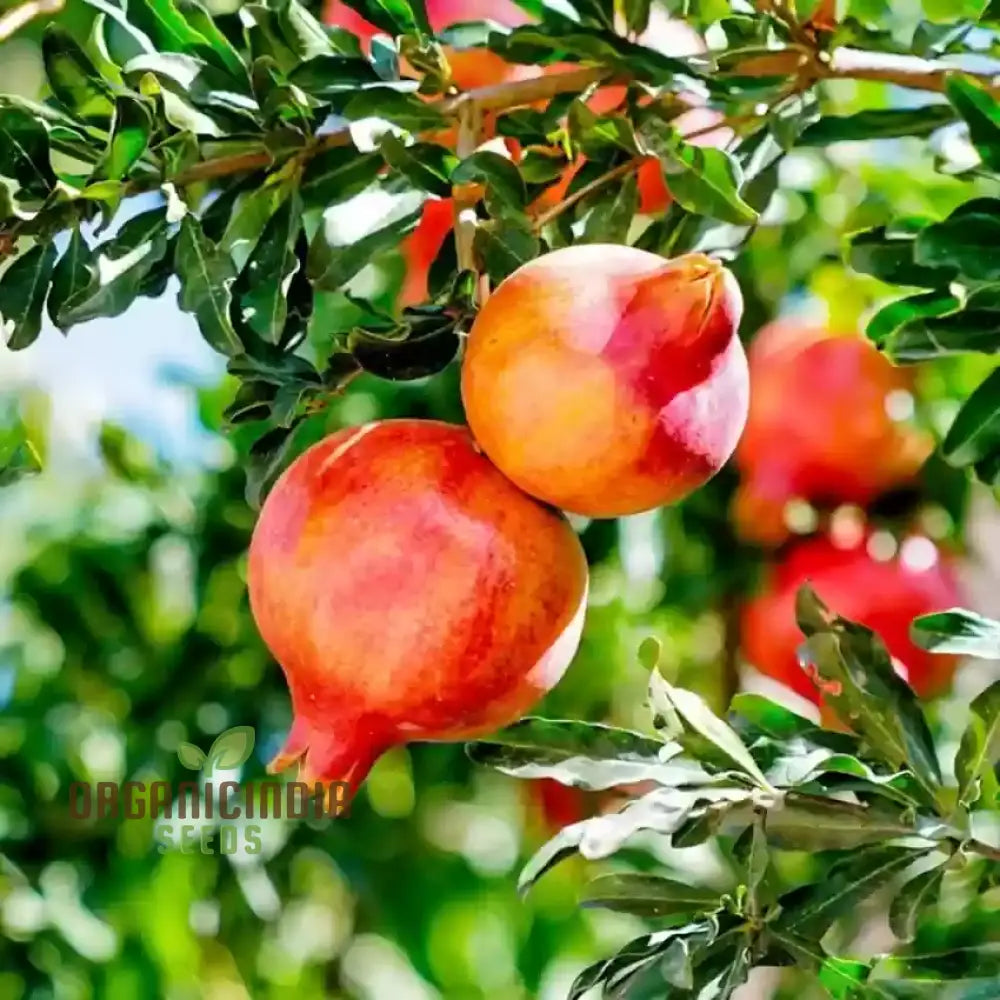 Pomegranate Seeds - Dwarf Variety For Planting And Gardening