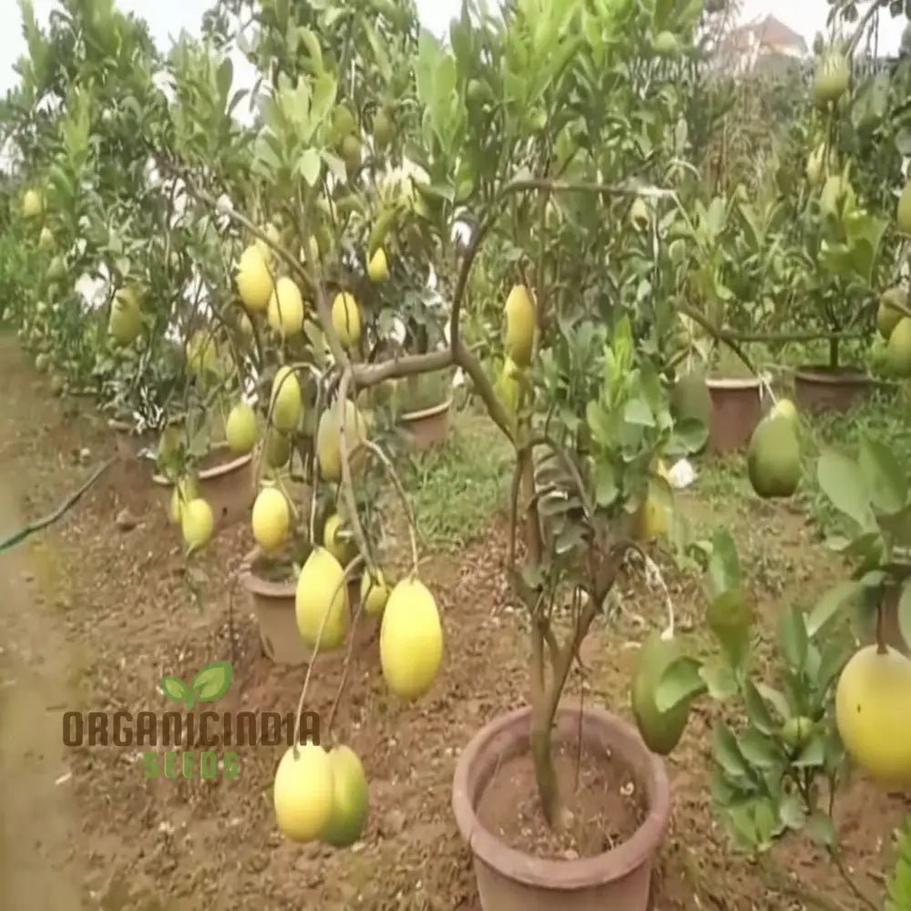 Pomelo Fruit Tree Seeds Grow Your Own Exotic Citrus Easy-To-Grow Varieties For A Lush Fruitful