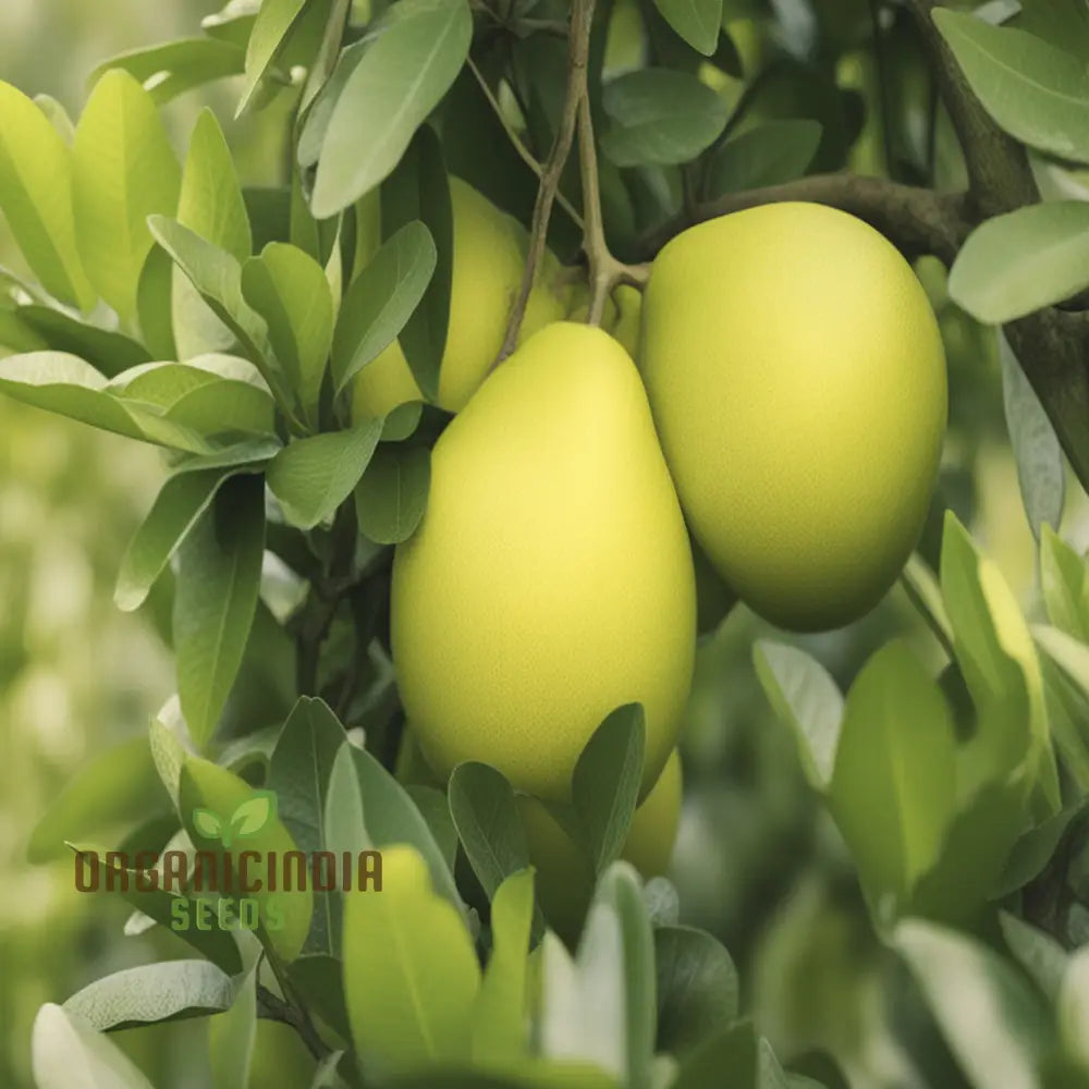 Pomelo Fruit Tree Seeds Grow Your Own Exotic Citrus Easy-To-Grow Varieties For A Lush Fruitful