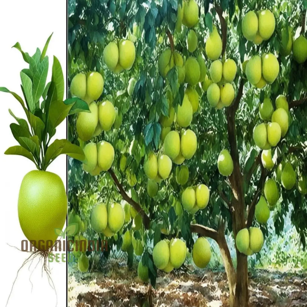 Pomelo Fruit Tree Seeds Grow Your Own Exotic Citrus Easy-To-Grow Varieties For A Lush Fruitful