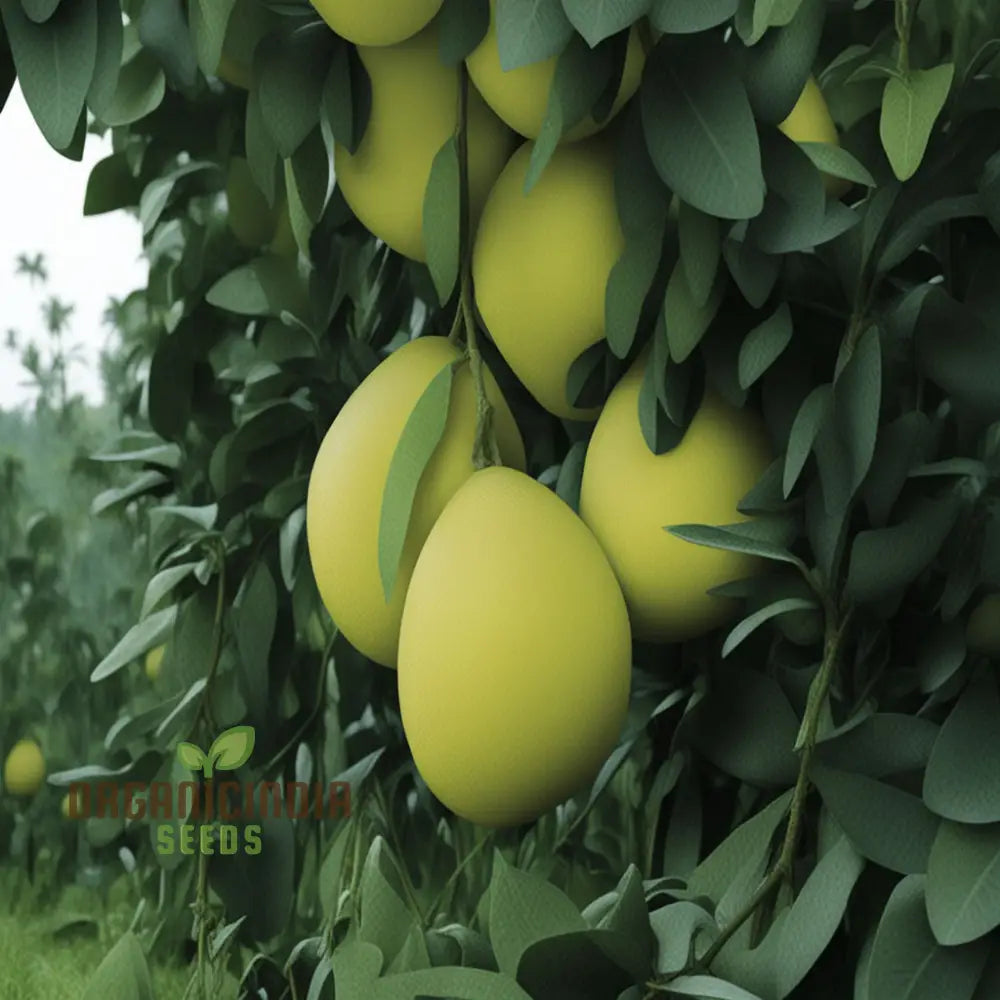 Pomelo Fruit Tree Seeds Grow Your Own Exotic Citrus Easy-To-Grow Varieties For A Lush Fruitful