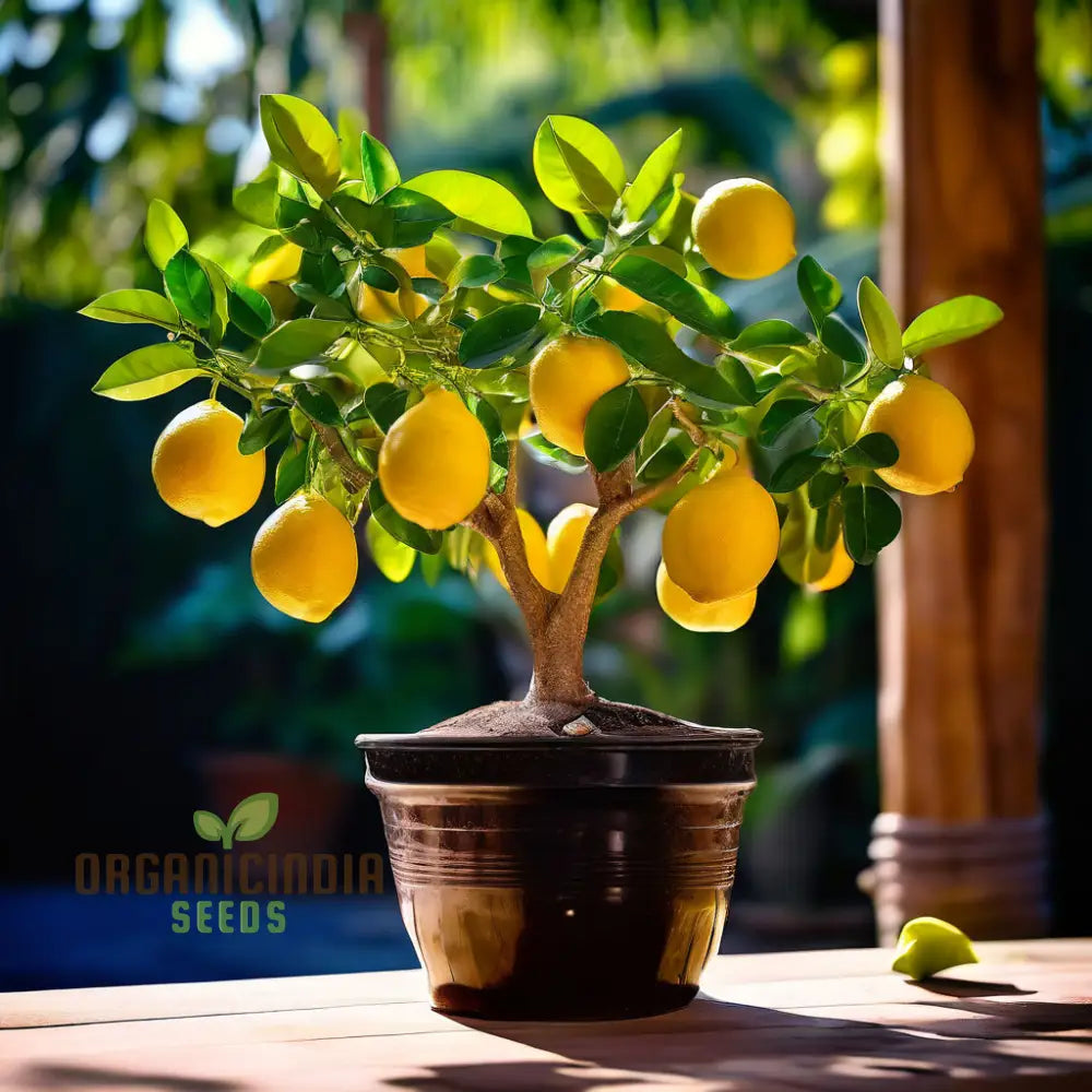 Ponderosa Lemon Tree Seeds For Planting Cultivate Your Garden With Fresh Citrus Fruit