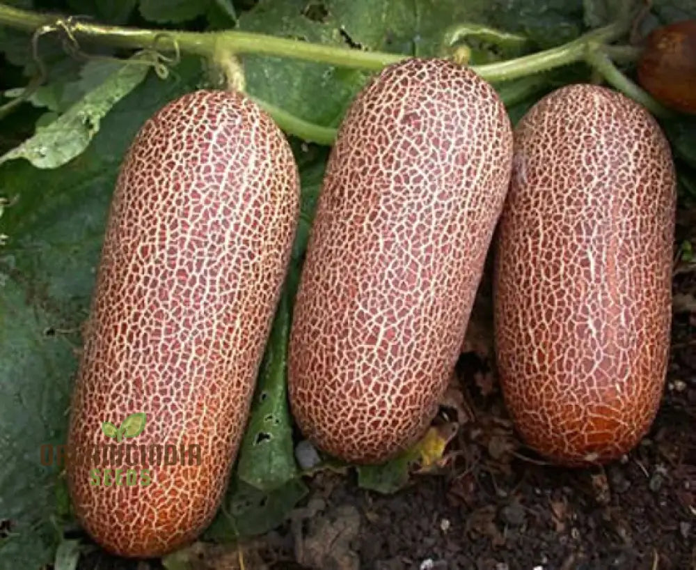 Poona Kheera Cucumber Seeds - Grow Crisp And Flavorful Cucumbers In Your Garden