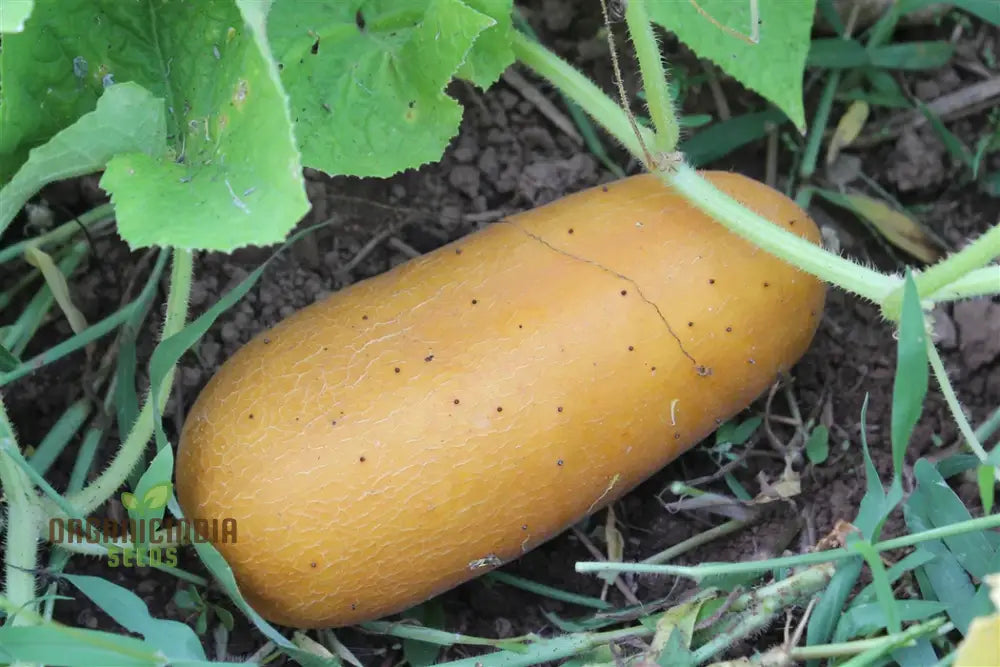 Poona Kheera Cucumber Seeds - Grow Crisp And Flavorful Cucumbers In Your Garden