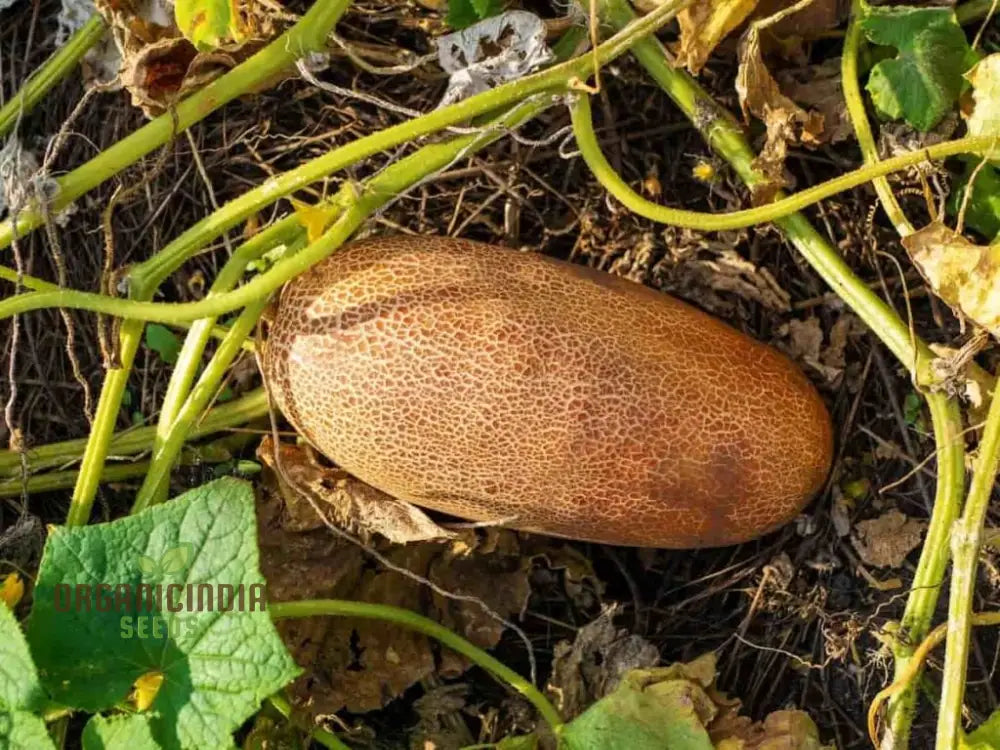 Poona Kheera Cucumber Seeds - Grow Crisp And Flavorful Cucumbers In Your Garden