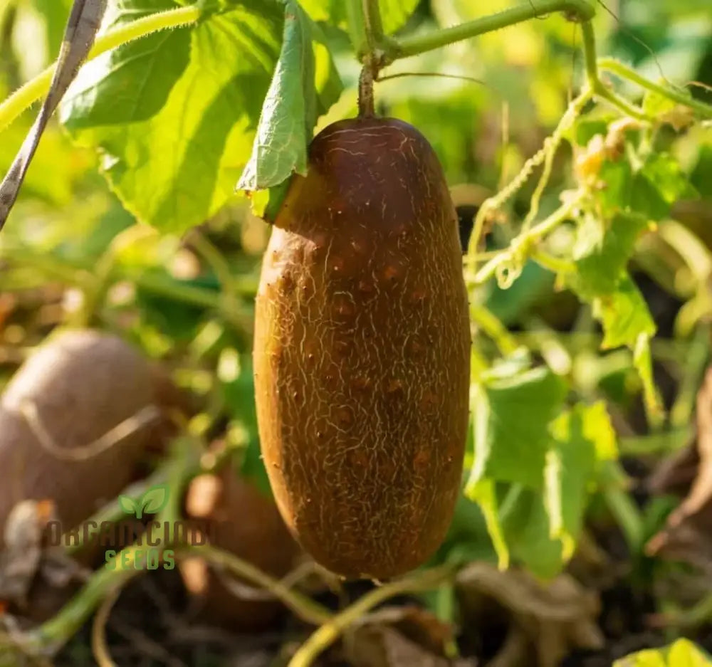 Poona Kheera Cucumber Seeds - Grow Crisp And Flavorful Cucumbers In Your Garden