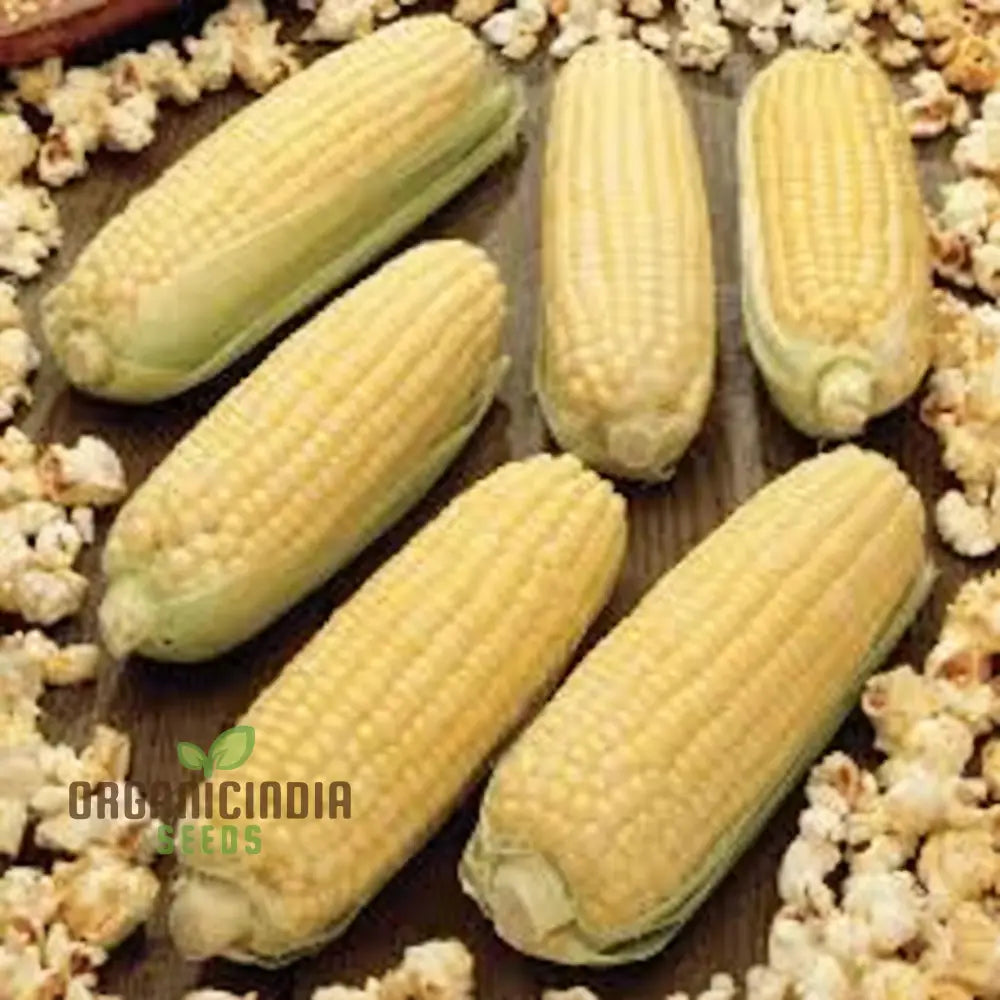 Popcorn Sweetcorn Robust Seeds High Yield Crisp Kernels Perfect For Homemade Vegetable