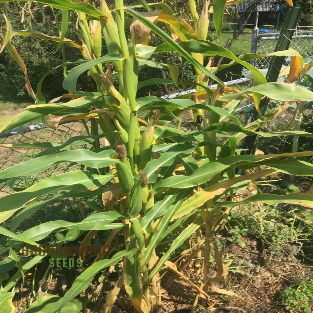 Popcorn Sweetcorn Robust Seeds High Yield Crisp Kernels Perfect For Homemade Vegetable