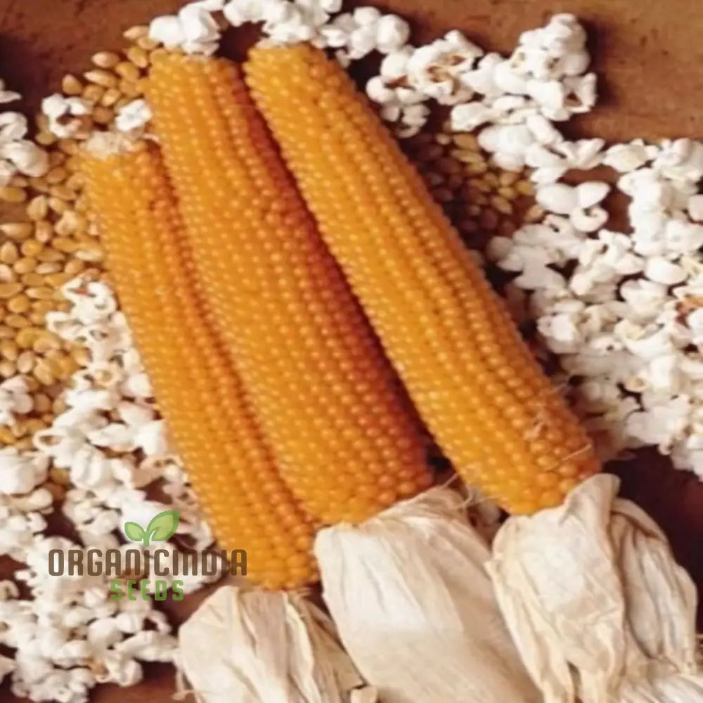 Popcorn Sweetcorn Robust Seeds High Yield Crisp Kernels Perfect For Homemade Vegetable