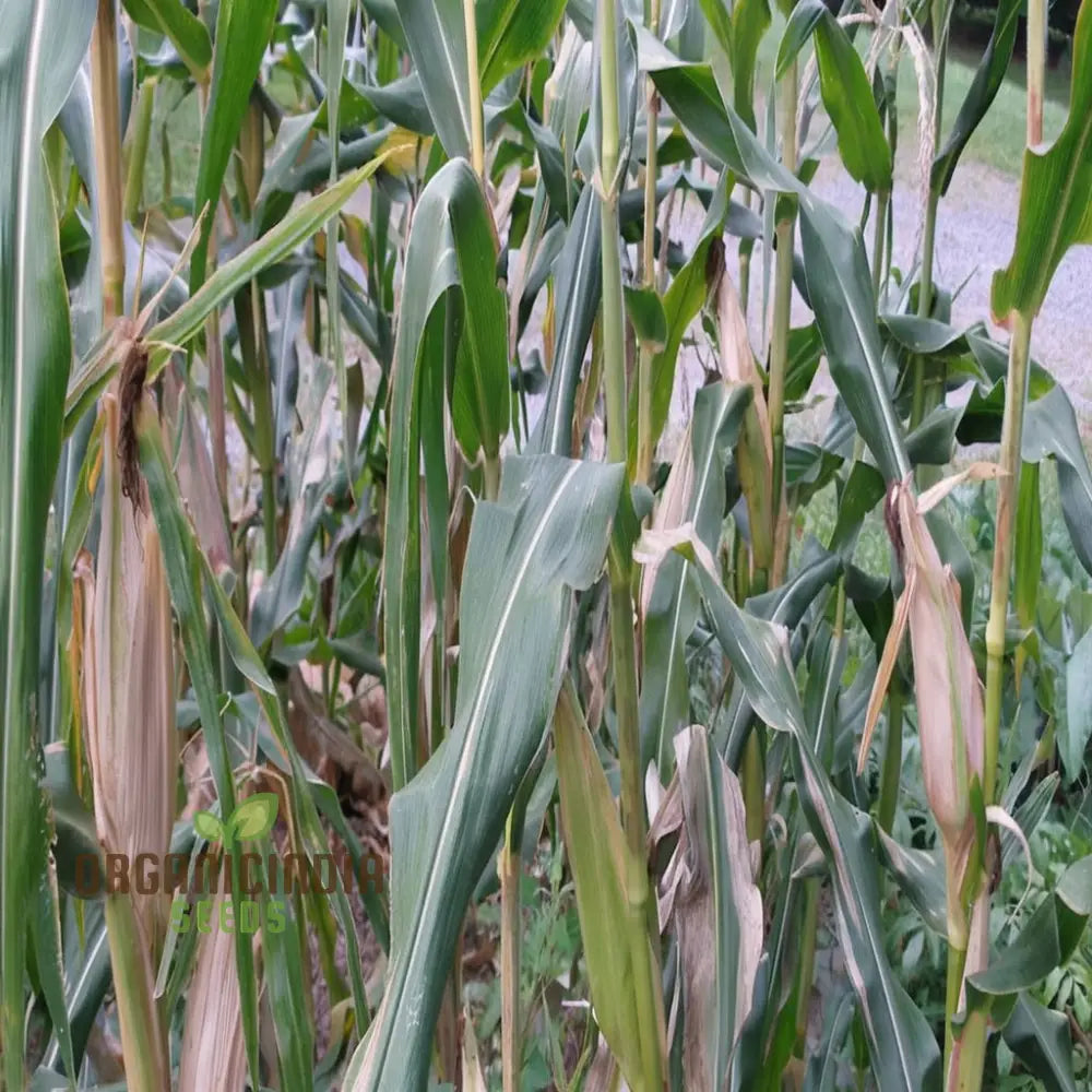 Popcorn Sweetcorn Robust Seeds High Yield Crisp Kernels Perfect For Homemade Vegetable