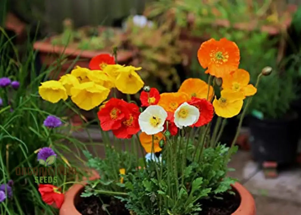 Poppy Iceland Mix Flower Seeds - Stunning Blooms For A Colorful Garden Display