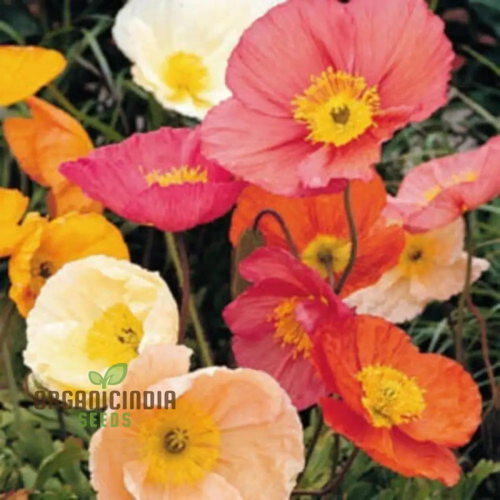 Poppy Iceland Mix Flower Seeds - Stunning Blooms For A Colorful Garden Display