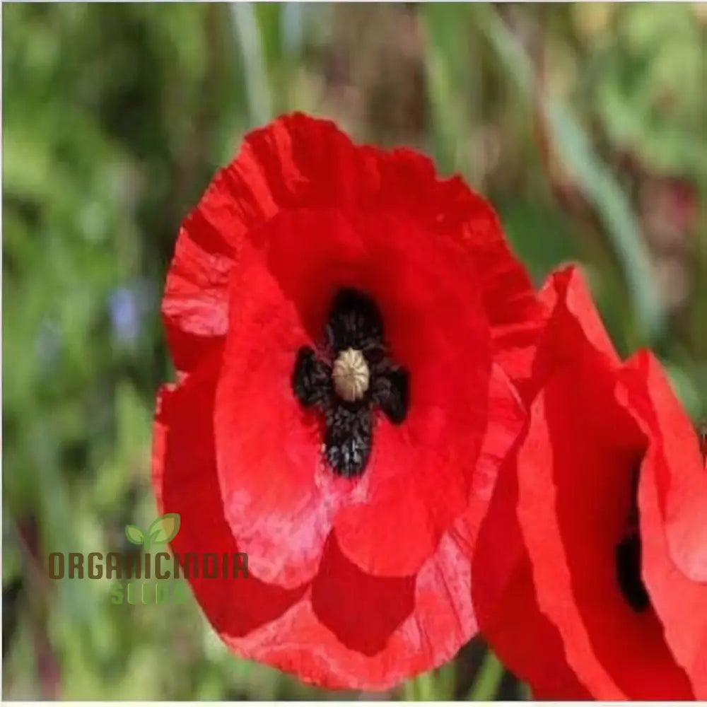 Poppy Red Indian Flower Seeds Vibrant Blooms Easy-To-Grow Perfect For Gardens Seeds