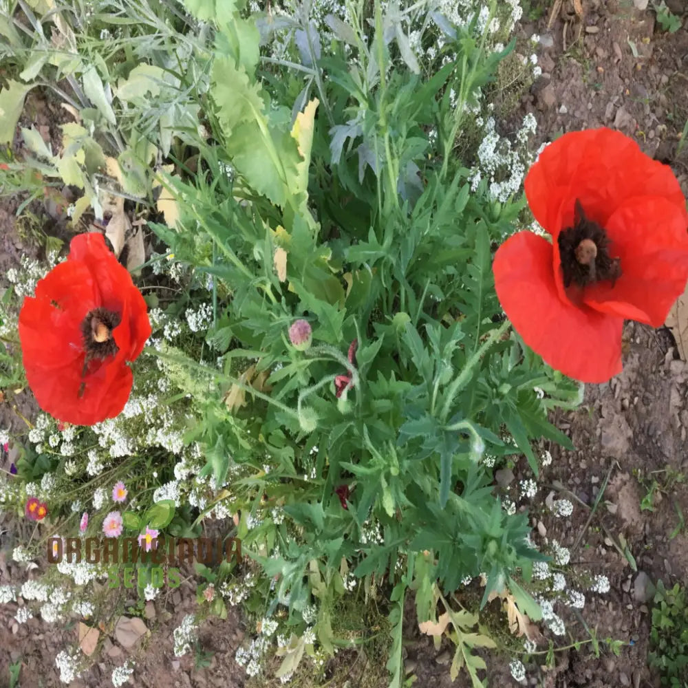 Poppy Red Indian Flower Seeds Vibrant Blooms Easy-To-Grow Perfect For Gardens Seeds