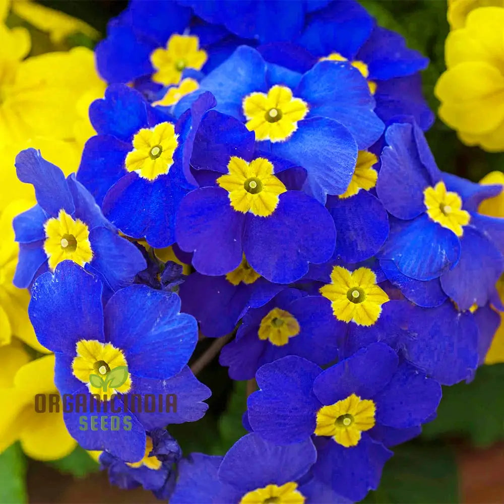 Portal Cool Blue Primrose Flower Seeds Sun Drops Scabies Garden For Planting Enthusiastic