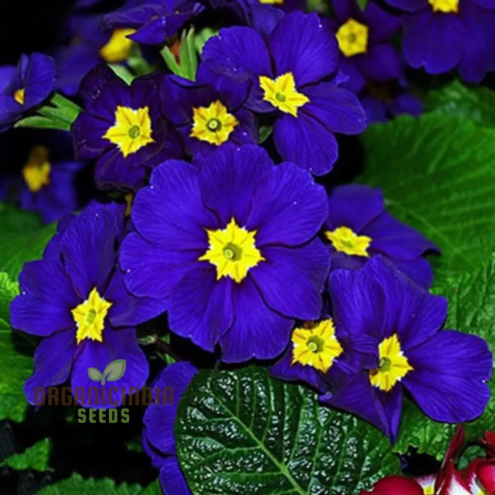 Portal Cool Blue Primrose Flower Seeds Sun Drops Scabies Garden For Planting Enthusiastic