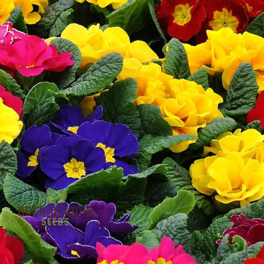 Portal Cool Blue Primrose Flower Seeds Sun Drops Scabies Garden For Planting Enthusiastic