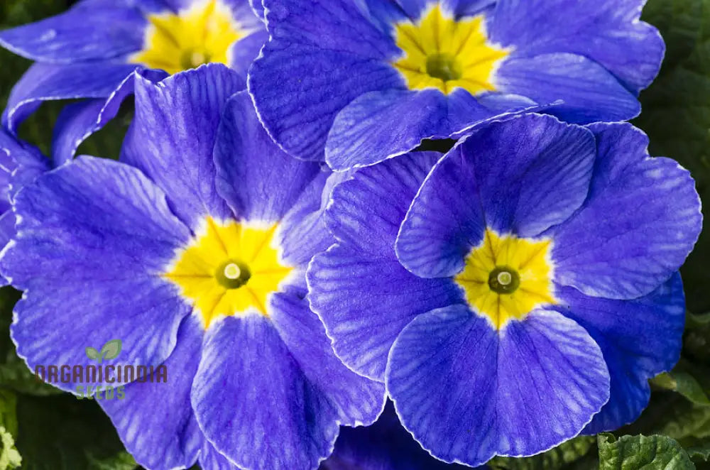 Portal Cool Blue Primrose Flower Seeds Sun Drops Scabies Garden For Planting Enthusiastic