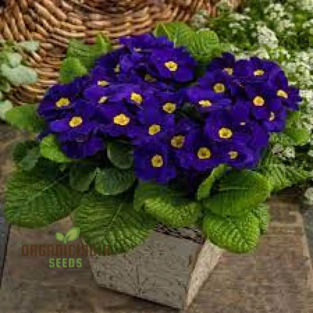 Portal Cool Blue Primrose Flower Seeds Sun Drops Scabies Garden For Planting Enthusiastic