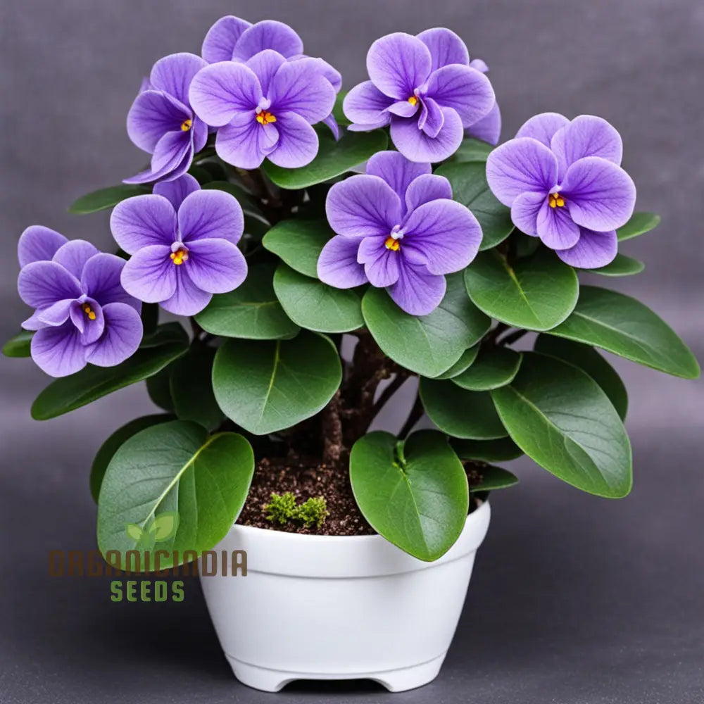 Portal Cool Mixed Color Mini Violet Seeds Annuals