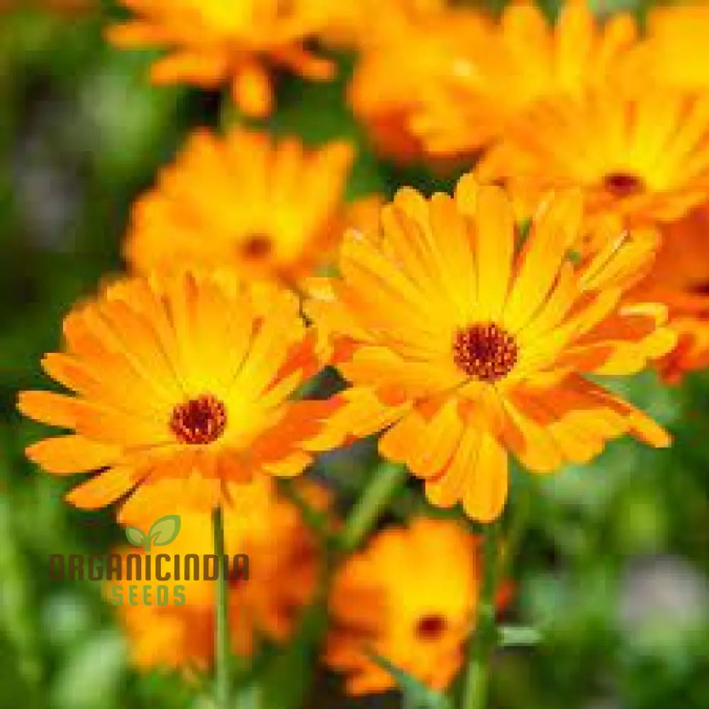 Pot Marigold Seeds For Vibrant Gardening | Organic Calendula Officinalis