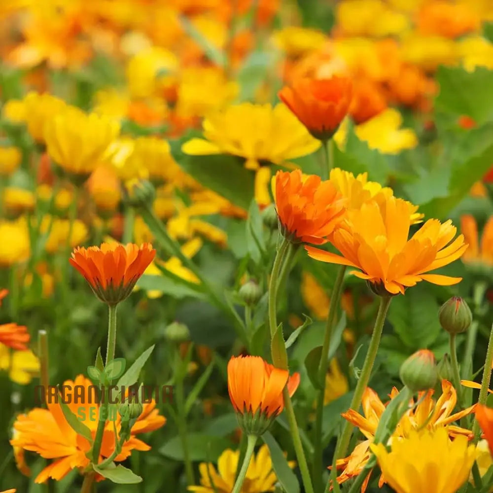 Pot Marigold Seeds For Vibrant Gardening | Organic Calendula Officinalis