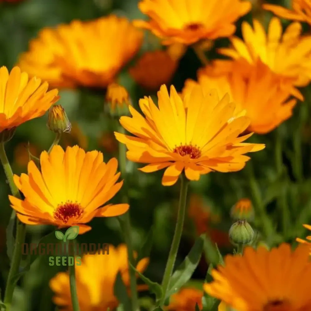 Pot Marigold Seeds For Vibrant Gardening | Organic Calendula Officinalis