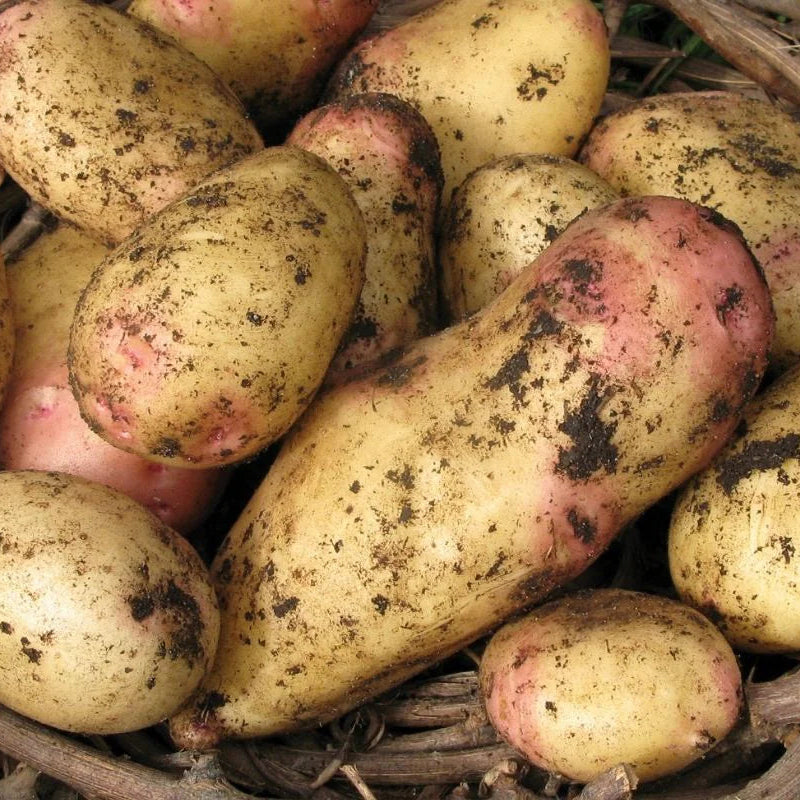 King Edward Potato Seed: Cultivated for Superior Gardening Success and Bountiful Harvests