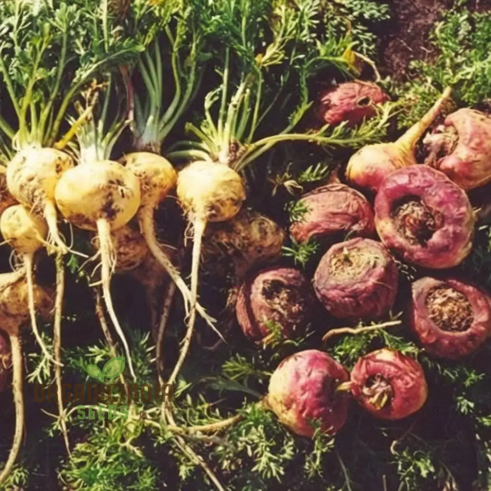 Potent Peruvian Ginseng Cultivate Vitality With Black Maca Herb Seeds For Planting