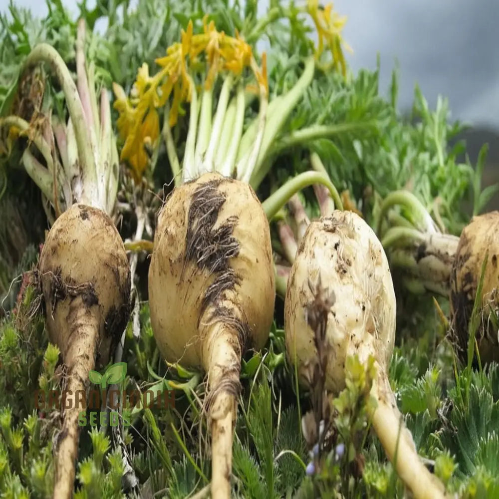 Potent Peruvian Ginseng Cultivate Vitality With Black Maca Herb Seeds For Planting