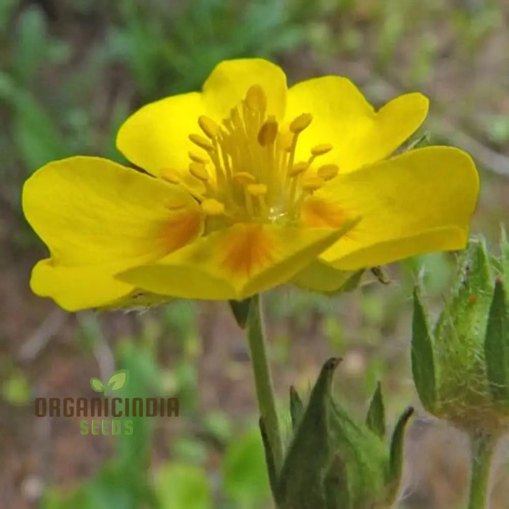 Potentilla Fissa Cinquefoil Plant Seeds - Perfect For Gardening Enthusiasts Seeking High-Quality A