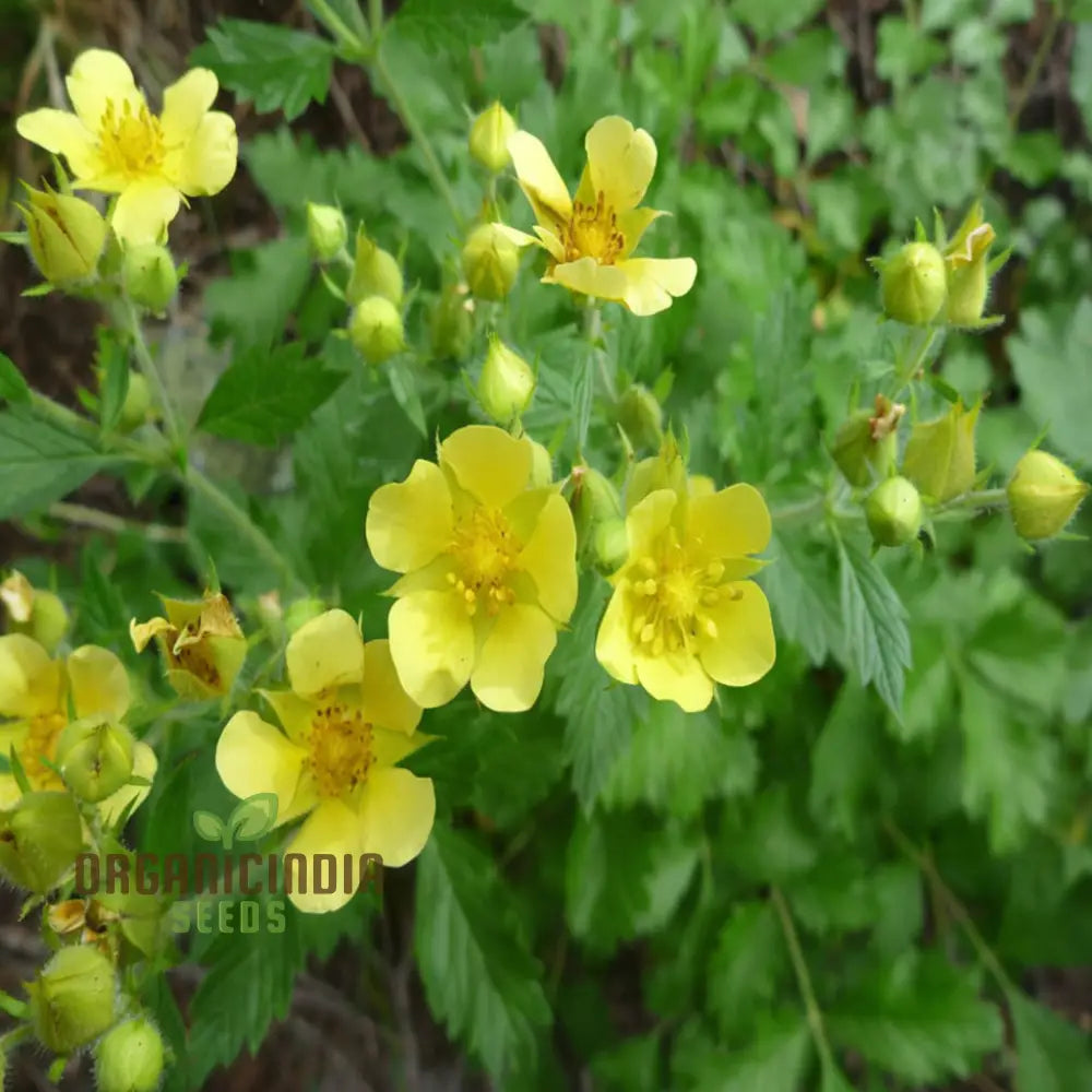 Potentilla Fissa Cinquefoil Plant Seeds - Perfect For Gardening Enthusiasts Seeking High-Quality A