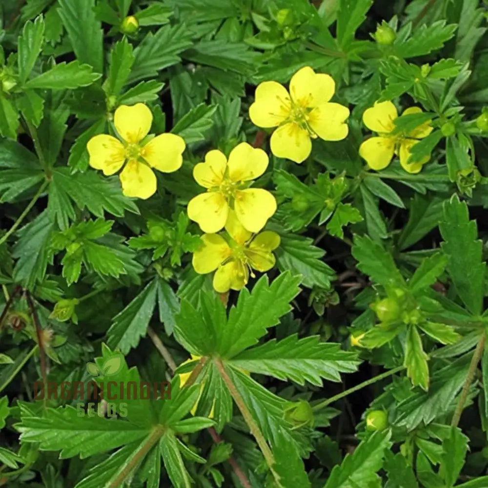 Potentilla Fissa Cinquefoil Plant Seeds - Perfect For Gardening Enthusiasts Seeking High-Quality A