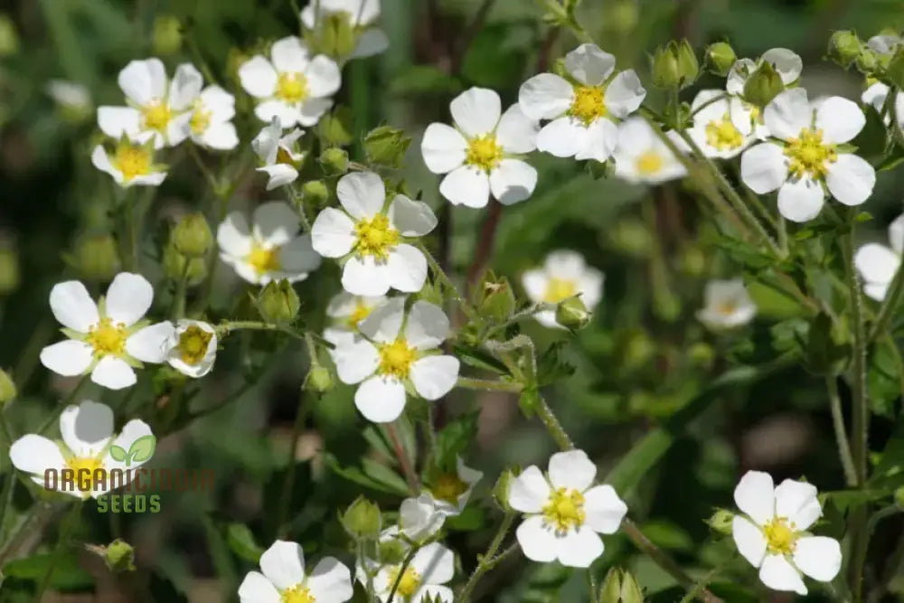 Potentilla Rupestris Flower Seeds For Planting Rock Garden Charm For Your Landscape