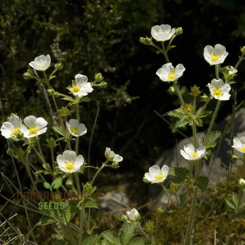 Potentilla Rupestris Flower Seeds For Planting Rock Garden Charm For Your Landscape